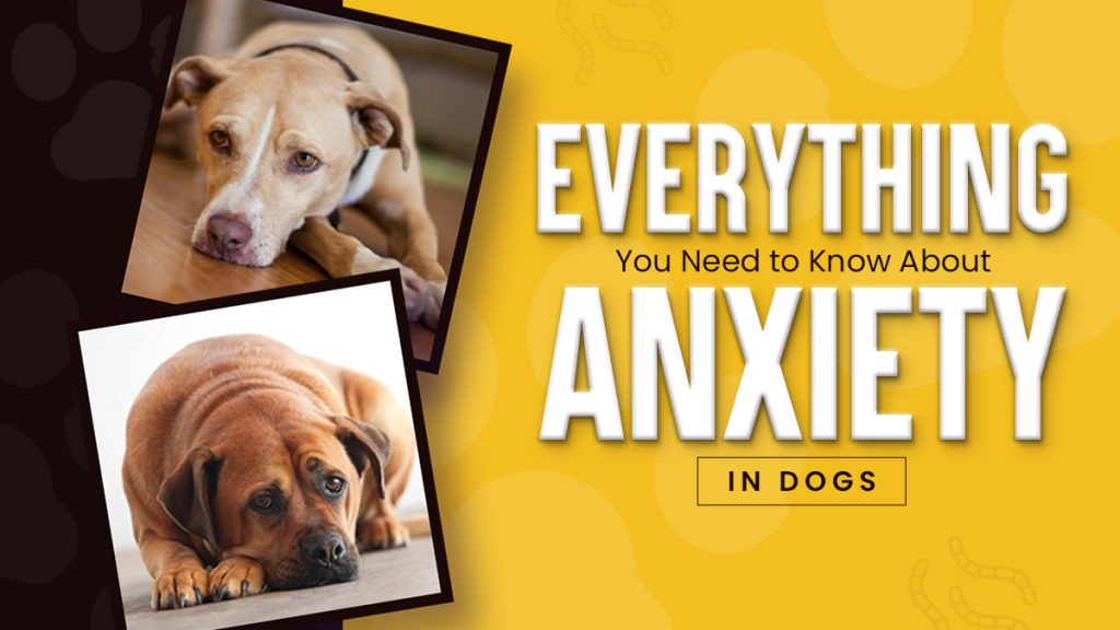 Dog Anxiety Explained Causes, Symptoms & Best Ways to Help Your Pup