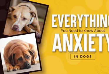 Dog Anxiety Explained Causes, Symptoms & Best Ways to Help Your Pup