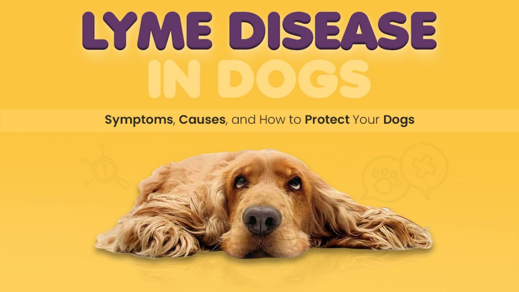 Lyme Disease in Dogs: Symptoms, Causes & Protection Tips