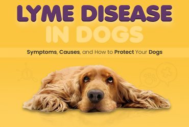 Lyme Disease in Dogs: Symptoms, Causes & Protection Tips