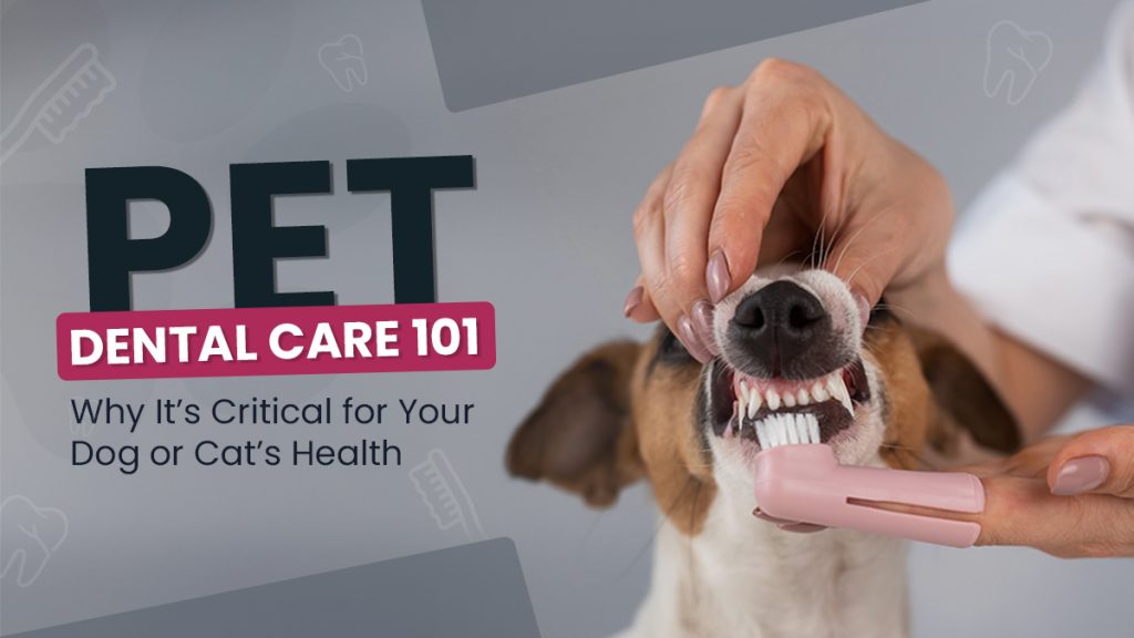 Pet Dental Care 101 Why It’s Critical for Your Dog or Cat’s Health -