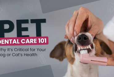 Pet Dental Care 101 Why It’s Critical for Your Dog or Cat’s Health -