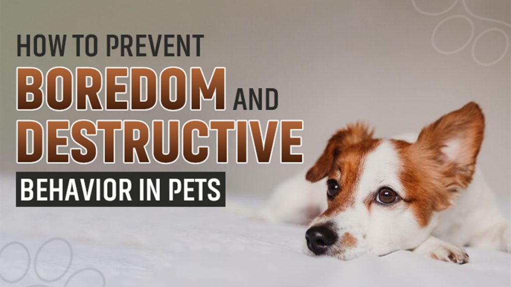 Prevent Boredom Destructive Behavior in Pets