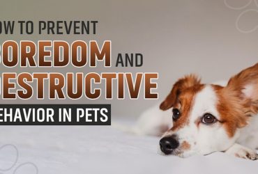 Prevent Boredom Destructive Behavior in Pets