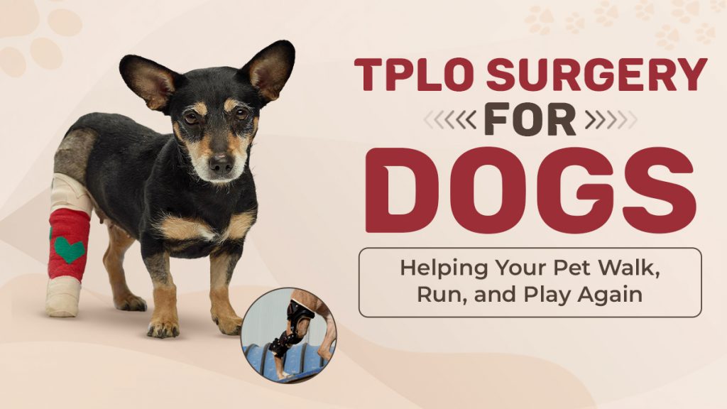 TPLO Surgery for Dogs Helping Your Pet Walk, Run, and Play Again