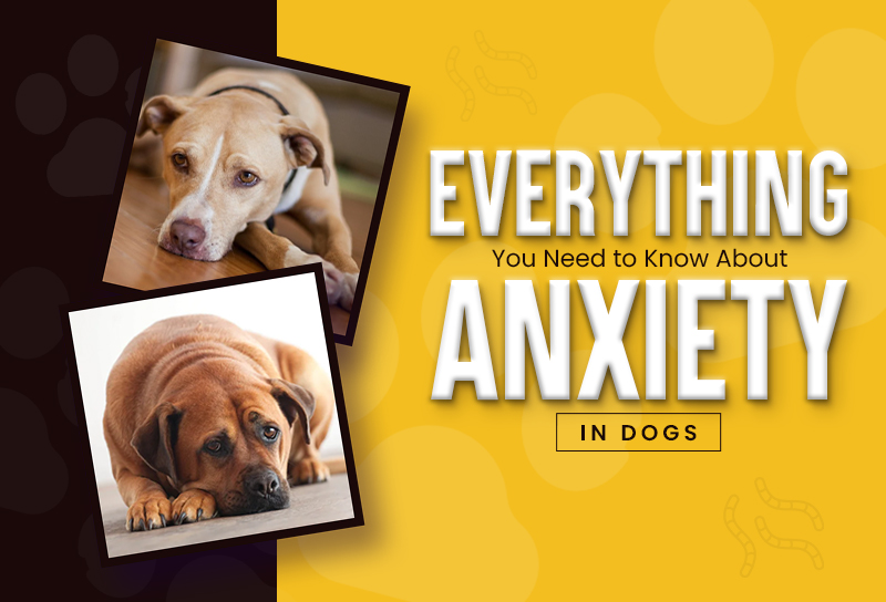 Dog Anxiety Explained: Causes, Signs & How to Help Your Pup Cope