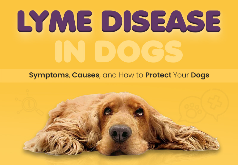 Lyme Disease in Dogs: Symptoms, Causes, and How to Protect Your Dogs