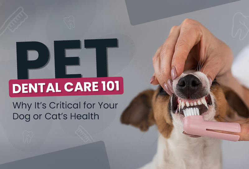 Pet Dental Care 101: Why It’s Critical for Your Dog or Cat’s Health
