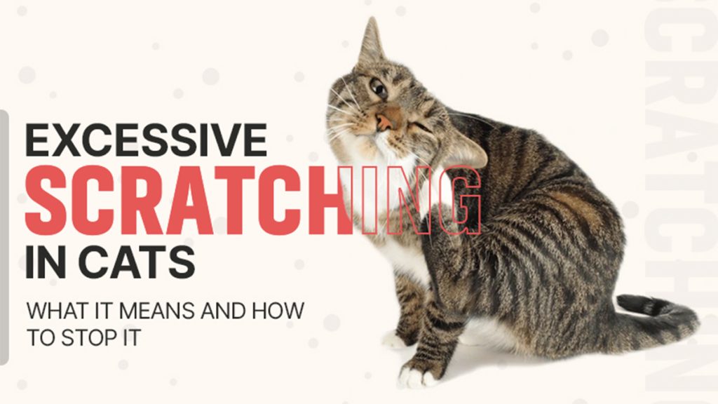 Excessive Scratching in Cats: Causes, Symptoms & Treatments