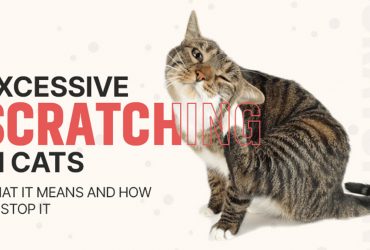 Excessive Scratching in Cats: Causes, Symptoms & Treatments