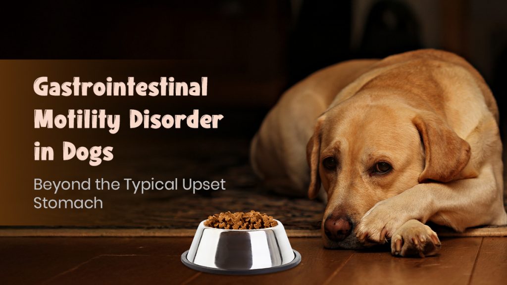 Gastrointestinal Motility Disorder in Dogs Causes, Signs & Care