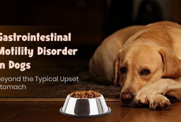 Gastrointestinal Motility Disorder in Dogs Causes, Signs & Care