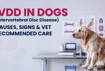IVDD in Dogs Causes, Signs & Vet-Recommended Care Explained