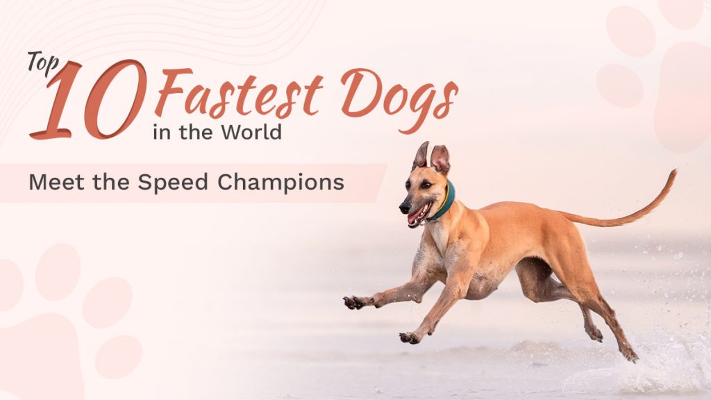 Top 10 Fastest Dogs in the World