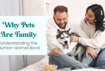 Why Pets Are Family Understanding the Human–Animal Bond