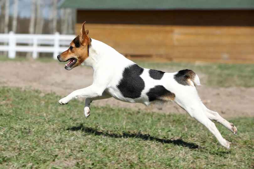 Jack Russell Terrier dog breed with a top running speed of 38 mph