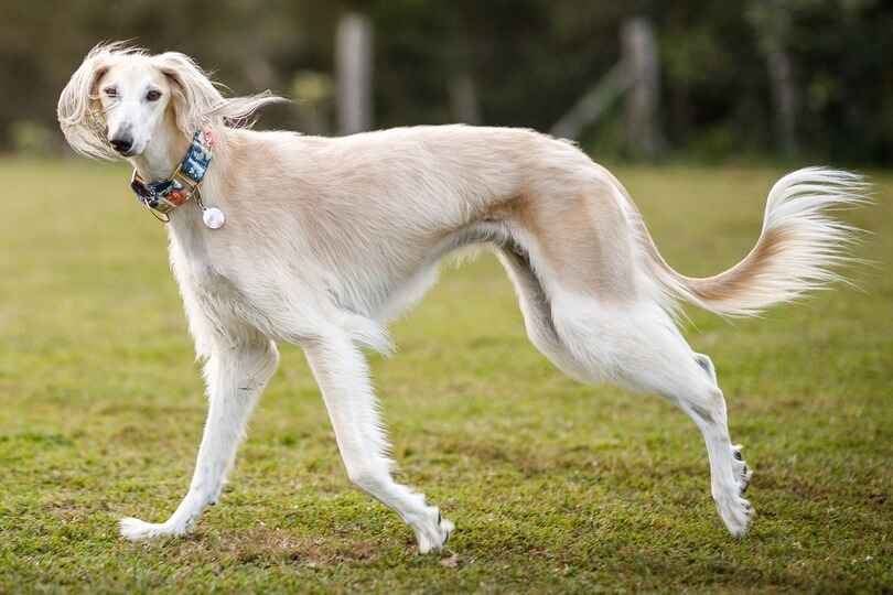 Saluki dog breed with a top running speed of 42 mph