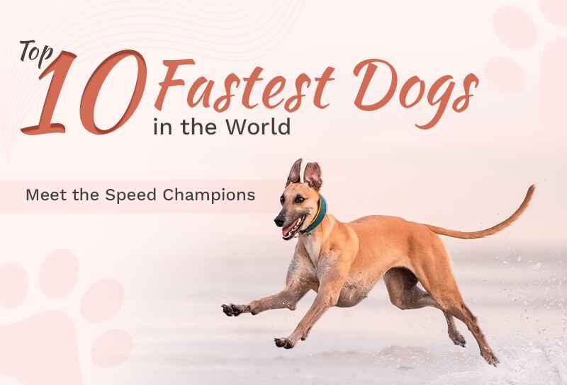 Top 10 Fastest Dogs in the World Meet the Speed Champions