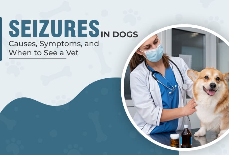 Seizures in Dogs Causes, Symptoms, and When to See a Vet