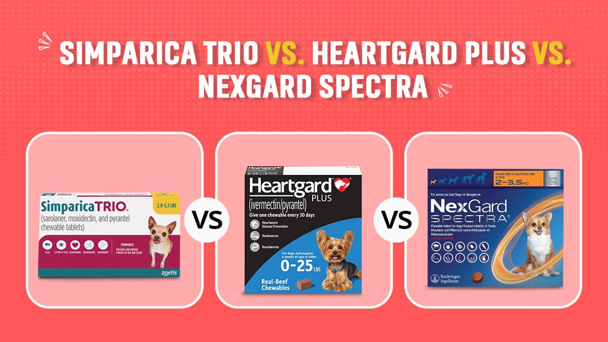 Simparica Trio vs. Heartgard Plus vs. Nexgard Spectra – Which One Should You Use?