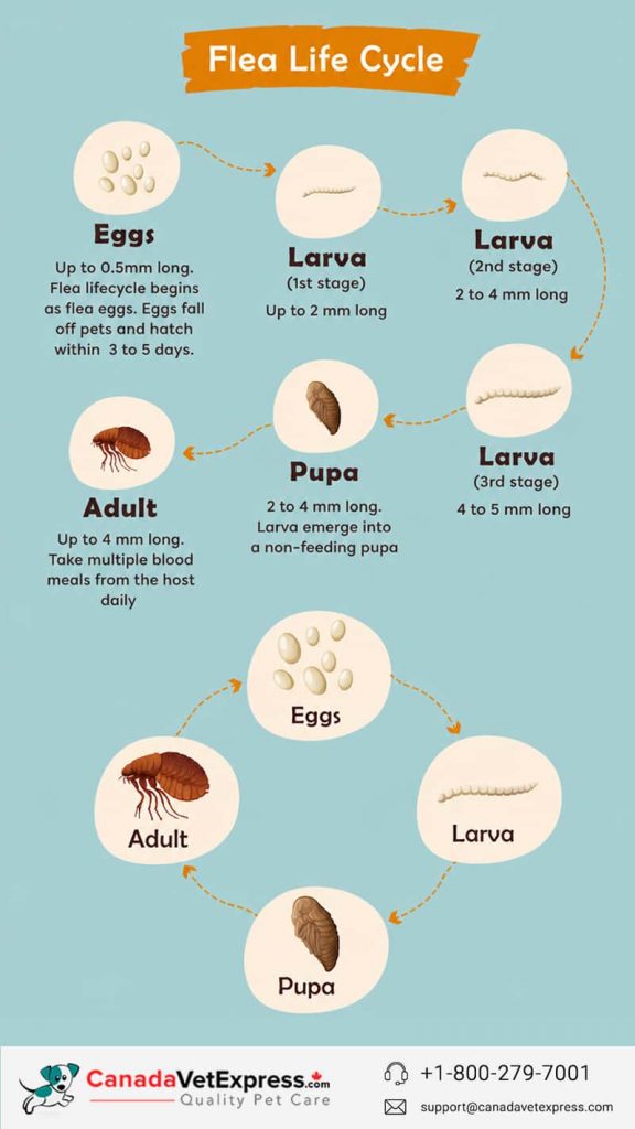 Infographic for Flea Life Cycle