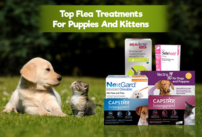 Flea Treatments For Puppies And Kittens Top Flea Treatments For Puppies And Kittens
