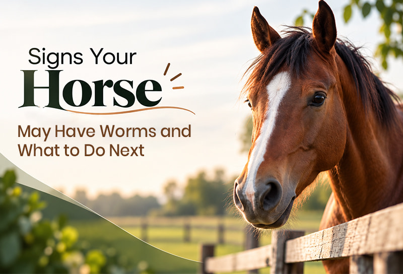 Signs Your Horse May Have Worms and What to Do Next