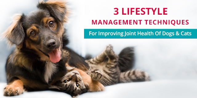 echniques for Improving Joint Health of Dogs & Cats