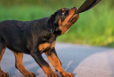 How-to-train-a-stubborn-dog