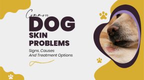 Dog Skin Problems: Common Types, Causes & Treatments