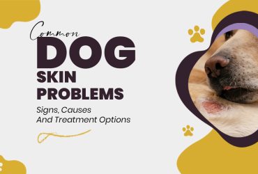 Dog Skin Problems: Common Types, Causes & Treatments