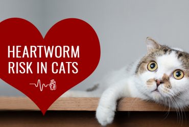 heartworms-in-cats