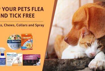 Keep Your Pets Flea And Tick Free