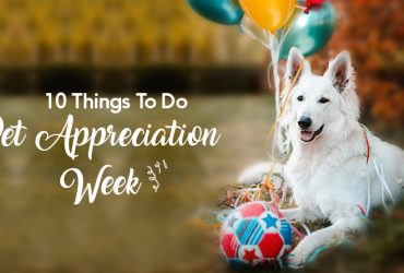 Pets-Appreciation-Week