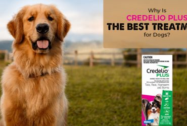 Why Is Credelio Plus the Best Treatment for Dogs?