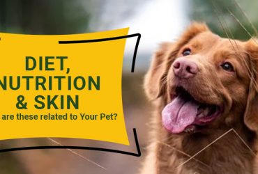 Diet, Nutrition, and Skin | How are these related to Your Pet?