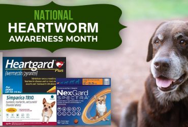 National-Heartworm-Awareness-Month