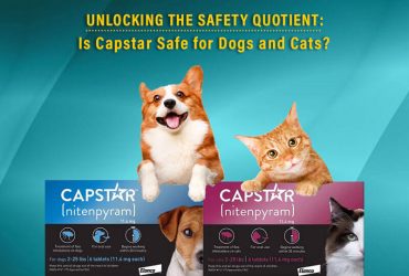 Is-Capstar-Safe-for-dog-cat