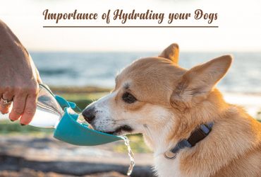 Understanding-the-Importance-of-hydrating-your-dog