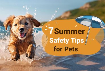 Summer-Safety-Tips-For-Pets