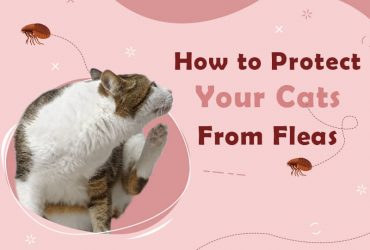 How-to-Protect-Your-Cats-Form-Fleas