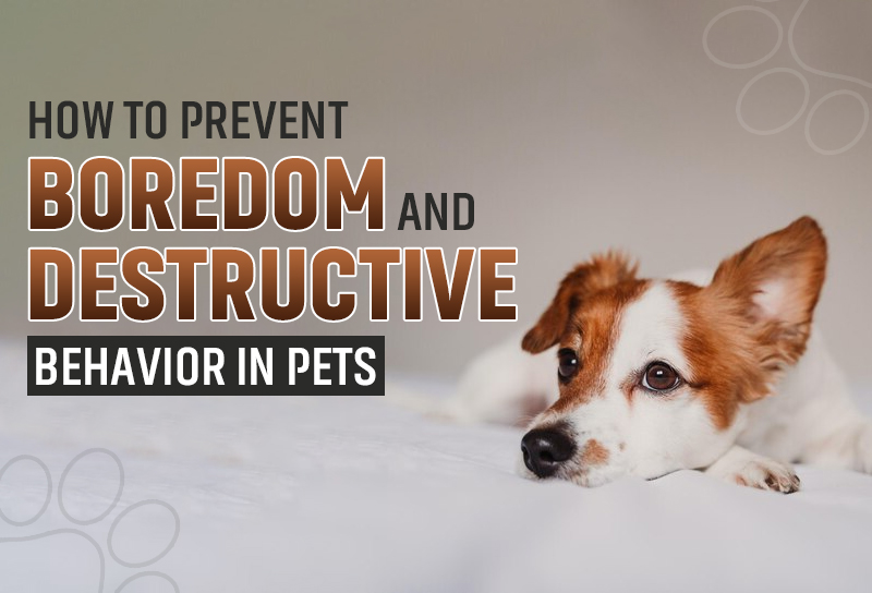 How to Prevent Boredom and Destructive Behavior in Pets