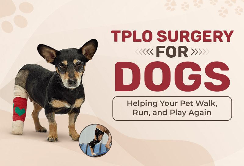 TPLO Surgery for Dogs: Helping Your Pet Walk, Run, and Play Again
