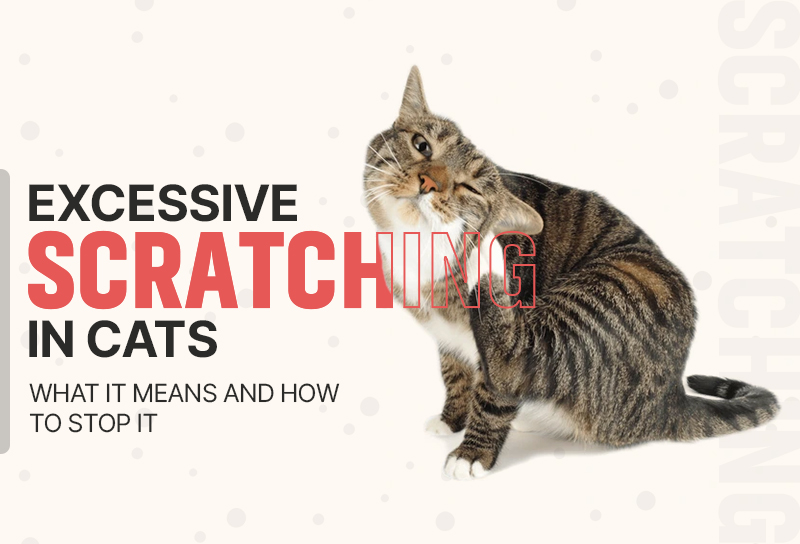 Excessive Scratching in Cats: What It Means and How to Stop It