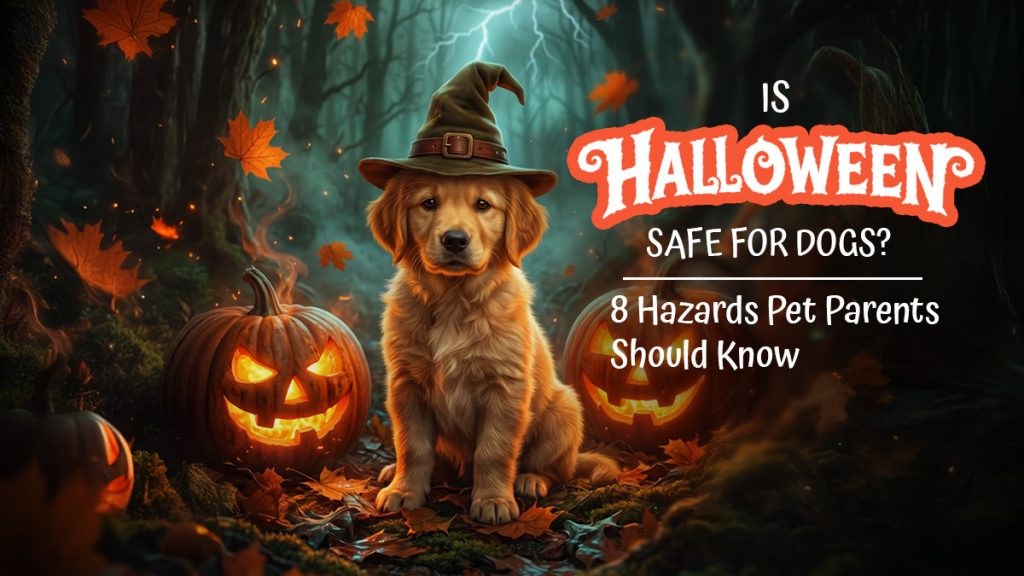 Halloween Safety for Dogs: 8 Hazards to Watch For