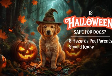 Halloween Safety for Dogs: 8 Hazards to Watch For