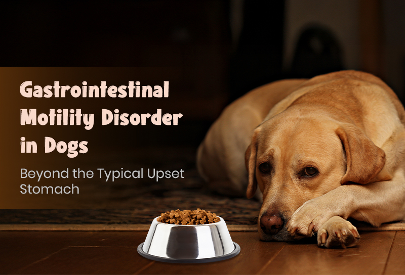 Gastrointestinal Motility Disorder in Dogs: Beyond the Typical Upset Stomach