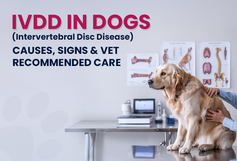 IVDD in Dogs (Intervertebral Disc Disease): Causes, Signs & Vet-Recommended Care