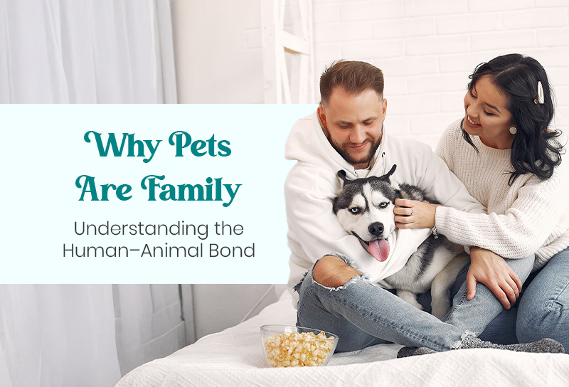 Why Pets Are Family Understanding the Human–Animal Bond