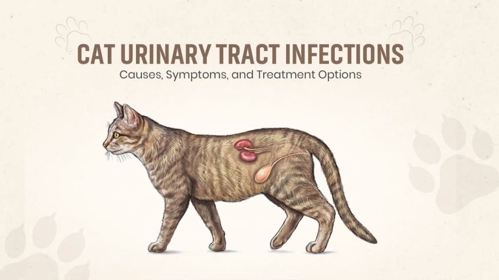 Cat Urinary Tract Infections Causes, Symptoms, and Treatment Options